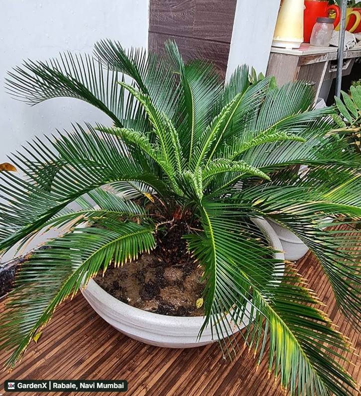 Sago Palm (सागो पाम) in Rabale, Navi Mumbai