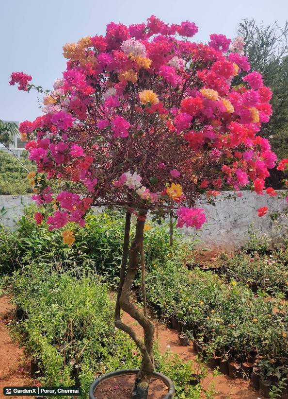 Bougainvillea (காகிதப்பூ) in Porur, Chennai