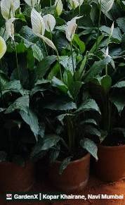 Peace Lily (शांती लिली) in Kopar Khairane, Navi Mumbai