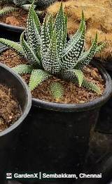 Haworthia Succulent (ஸக்குலண்ட்) in Sembakkam, Chennai