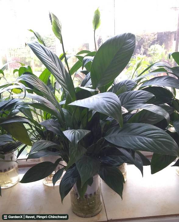 Peace Lily (शांती लिली) in Ravet, Pimpri-chinchwad