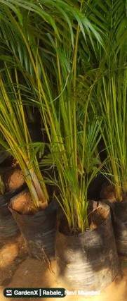 Areca Palm (अरेका पाम) in Rabale, Navi Mumbai