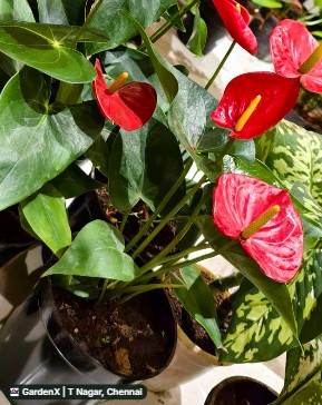 Anthurium (அந்தூரியம்) in T Nagar, Chennai