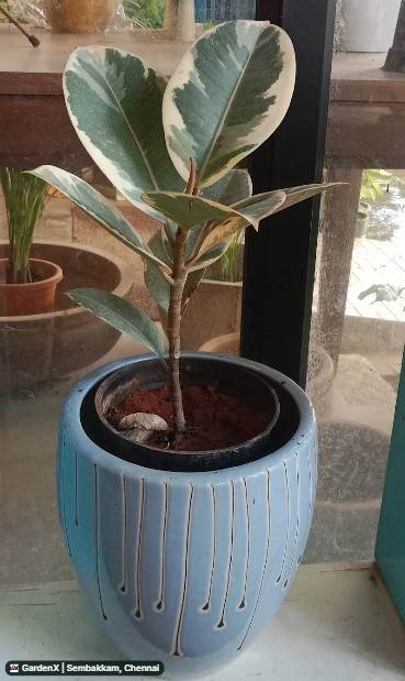 Variegated Rubber Plant (ரப்பர் செடி) in Sembakkam, Chennai