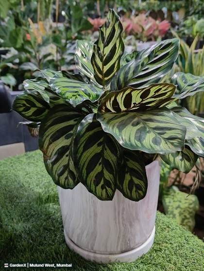 Calathea Peacock Plant (कॅलाथिया) in Mulund West, Mumbai