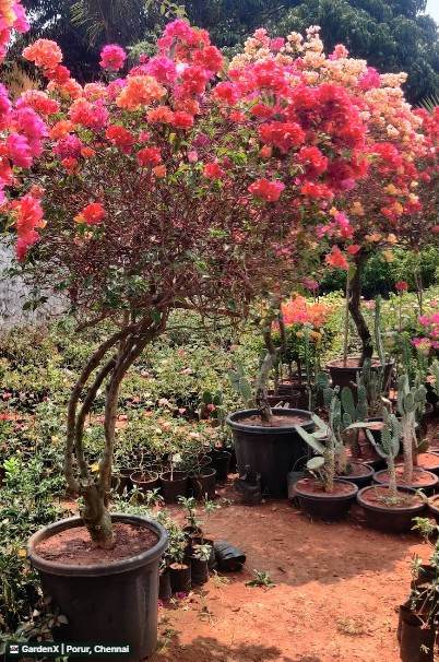Bougainvillea (காகிதப்பூ) in Porur, Chennai