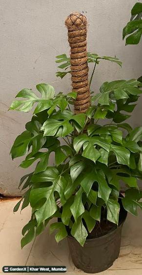 Monstera Minima (मिनी मॉन्स्टेरा) in Khar West, Mumbai