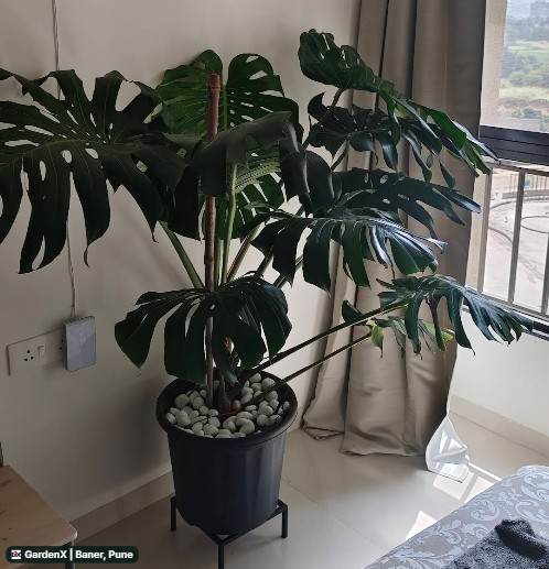 Monstera Deliciosa (मॉन्स्टेरा) in Baner, Pune