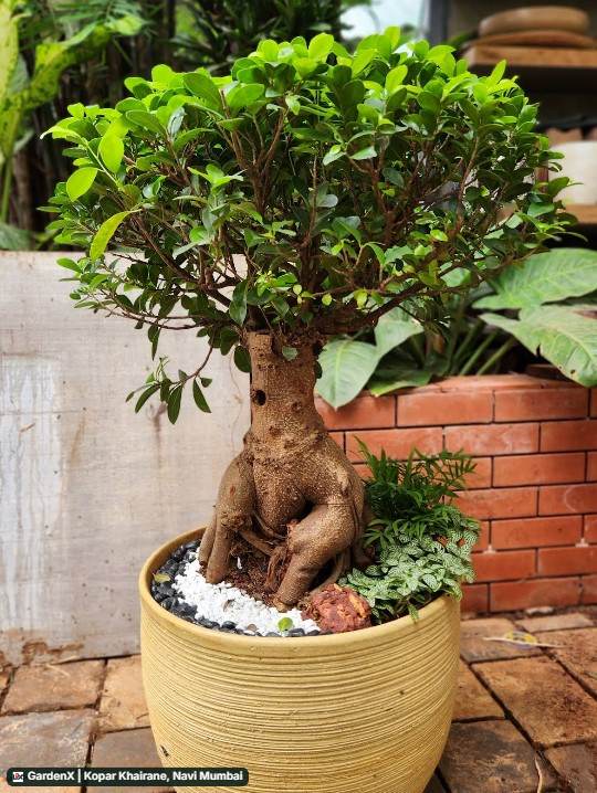 Ficus Ginseng Bonsai (फिकस बोन्साई) in Kopar Khairane, Navi Mumbai