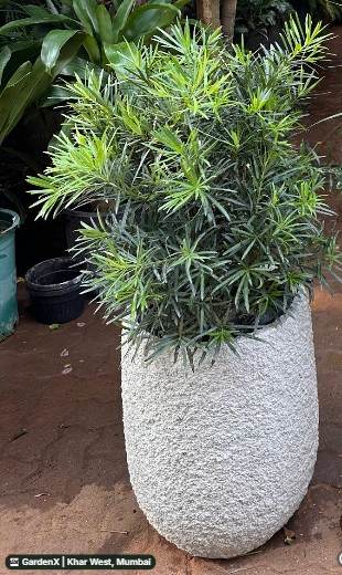 Buddhist Pine (बौद्ध पाइन) in Khar West, Mumbai