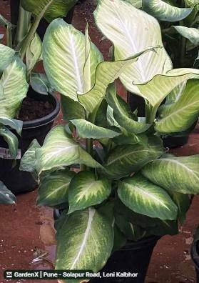 Dieffenbachia (डिफेनबैचिया) in Ravet, Pimpri-chinchwad
