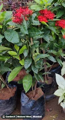 Ixora (इक्सोरा) in Mulund West, Mumbai
