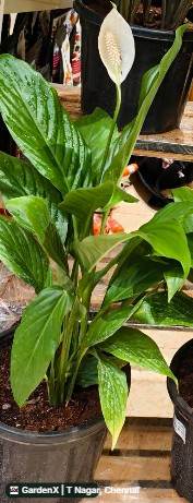 Peace Lily (சமாதான லில்லி) in T Nagar, Chennai