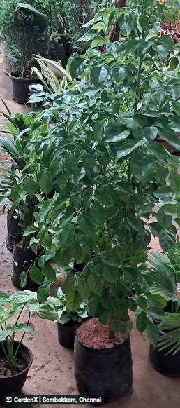 China Doll Plant (சைனா டால் செடி) in Sembakkam, Chennai
