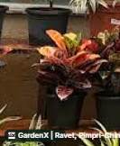 Croton (क्रोटन) in Ravet, Pimpri-chinchwad