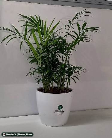Parlour Palm (पार्लर पाम) in Baner, Pune