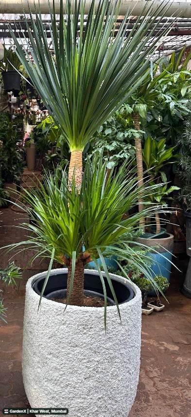 Dracaena Marginata (ड्रैसेना मार्जिनाटा) in Khar West, Mumbai