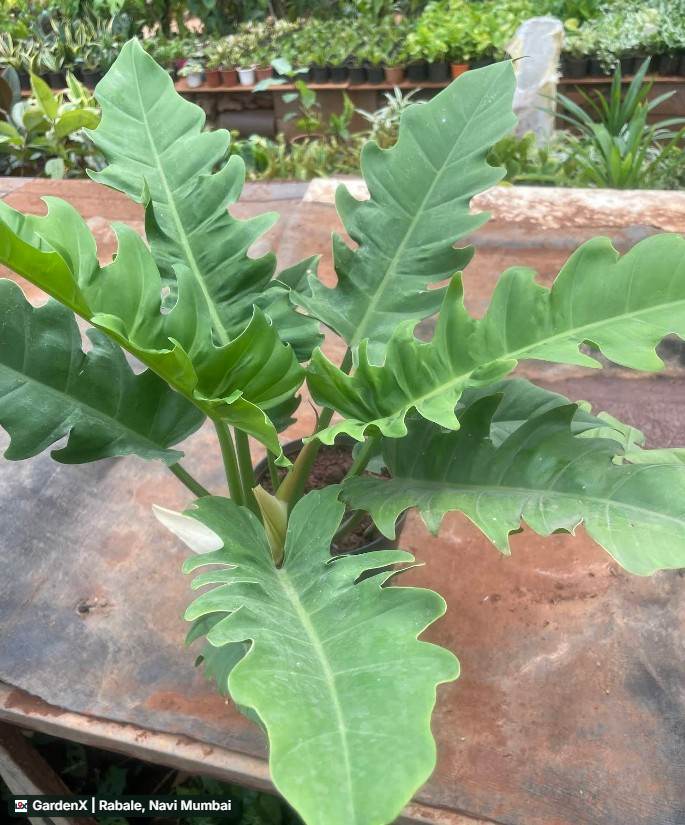 Philodendron Xanadu (फिलोडेंड्रोन) in Rabale, Navi Mumbai