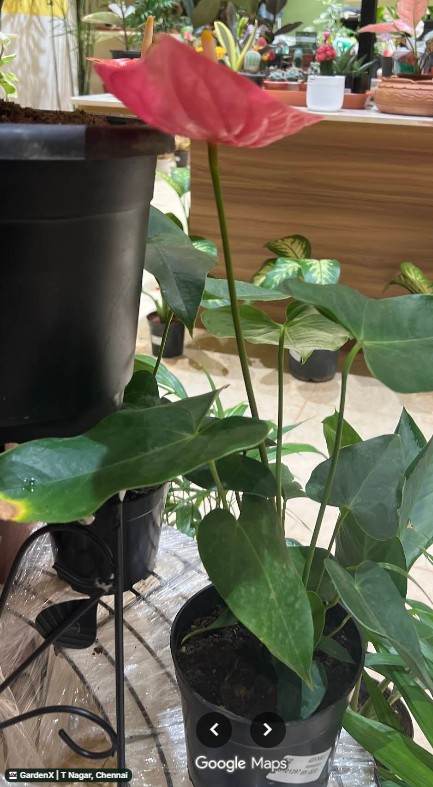 Anthurium (அந்தூரியம்) in T Nagar, Chennai