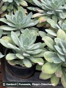 Echeveria Succulent (इचेवेरिया) in Punawale, Pimpri-chinchwad