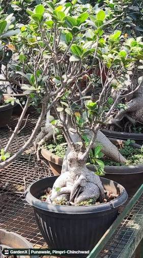 Ficus Ginseng Bonsai (फिकस बोन्साई) in Punawale, Pimpri-chinchwad
