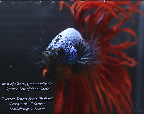 Reserve Best of Show Male Copper Orange Bicolor Crowntail Betta
