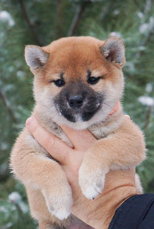 Девочка Сиб