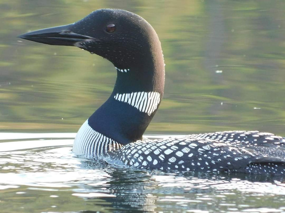 Loon