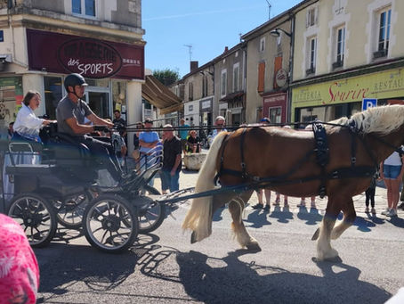 Le Trait Charentais à la Transhumance de Chasseneuil-sur-Bonnieure