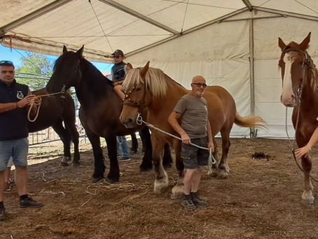 Le Trait Charentais à la Foire Saint-Barthélemy de Confolens