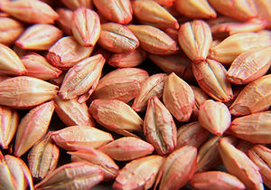 ARPA-AVCI CINSI (1-1).jpg