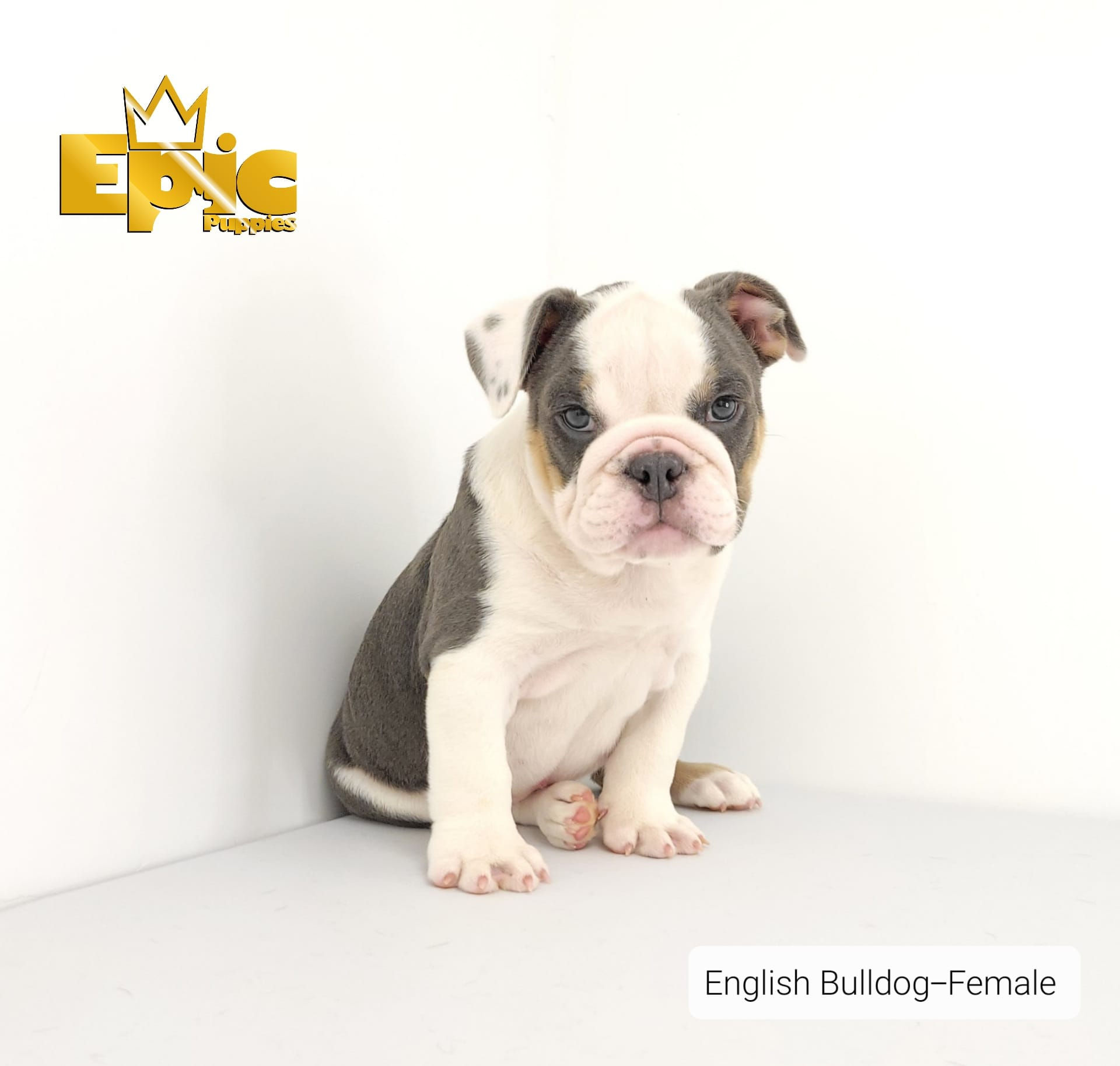 English Bulldog - Female
