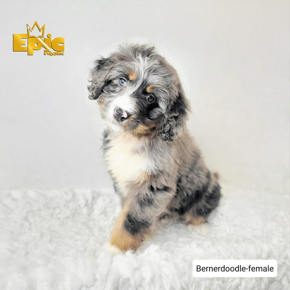 Bernedoodle - Blue Merle White Tan - Female