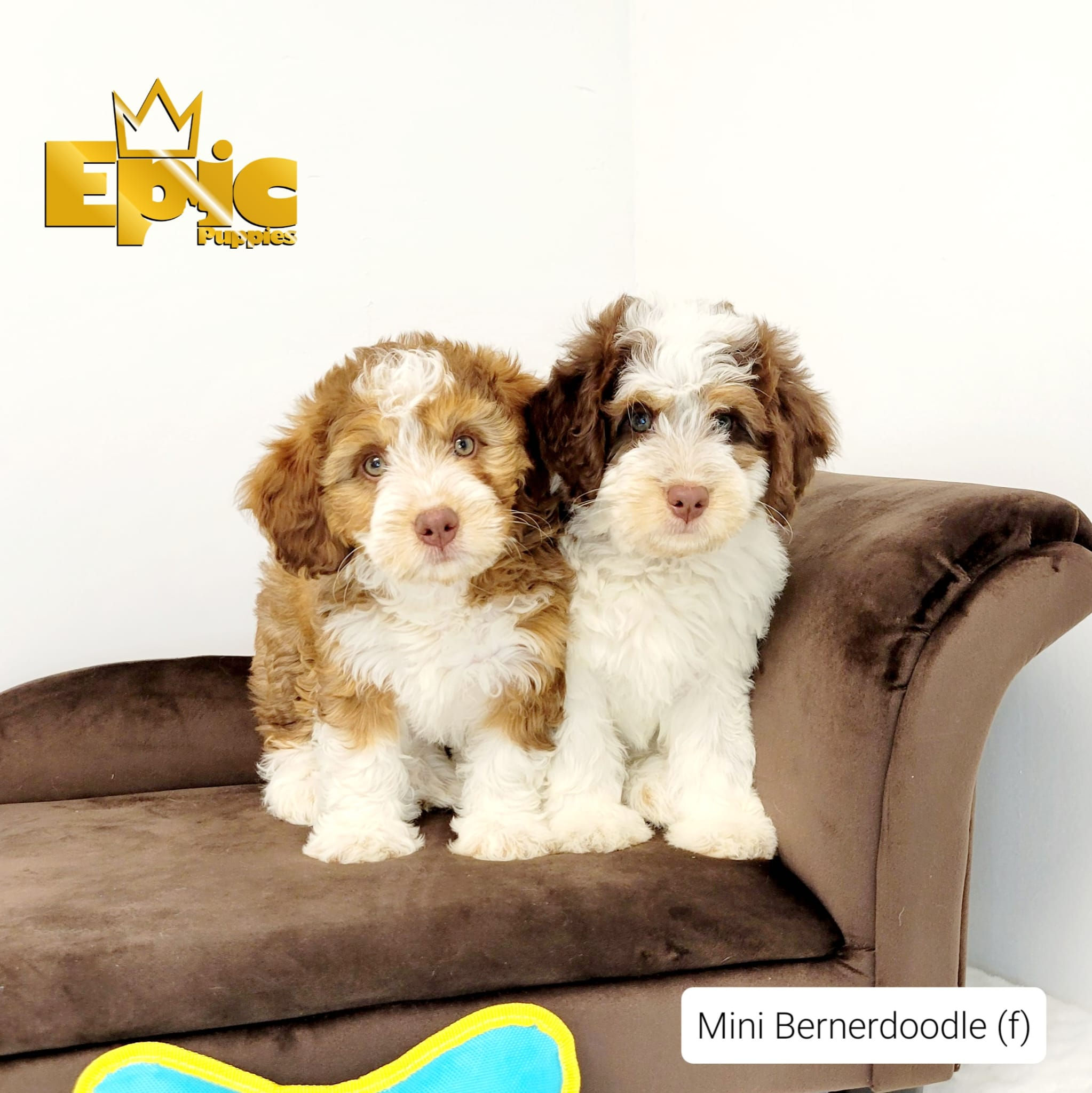 Bernedoodle - Female- Brown and White