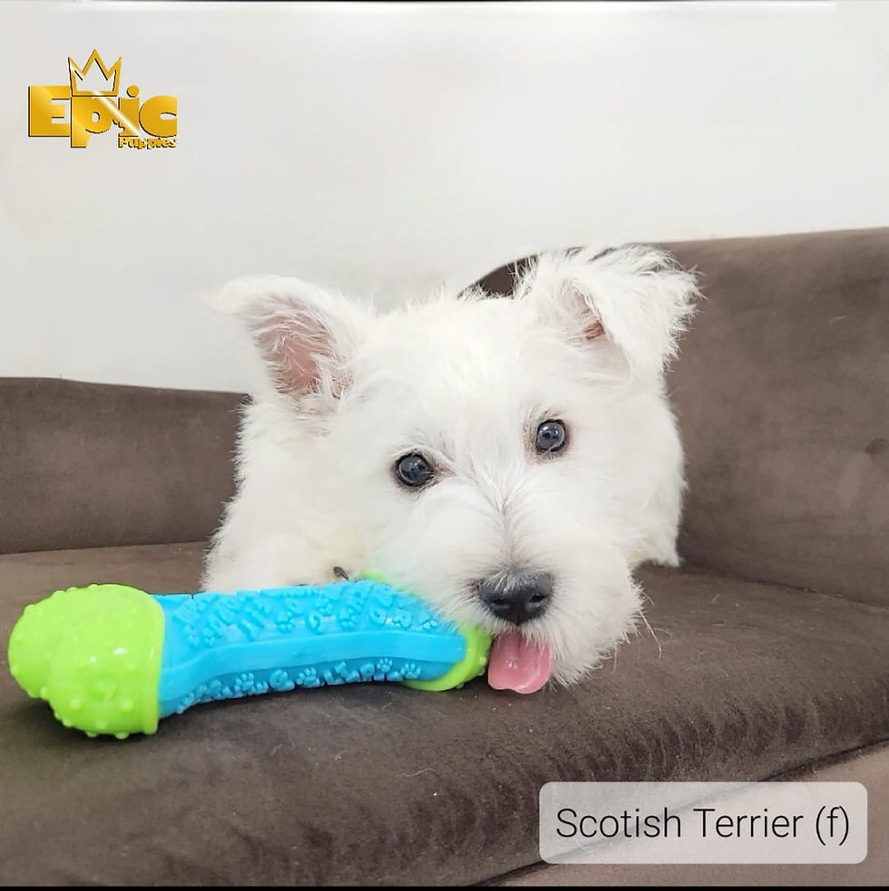 West Highland WhiteTerrier - Male