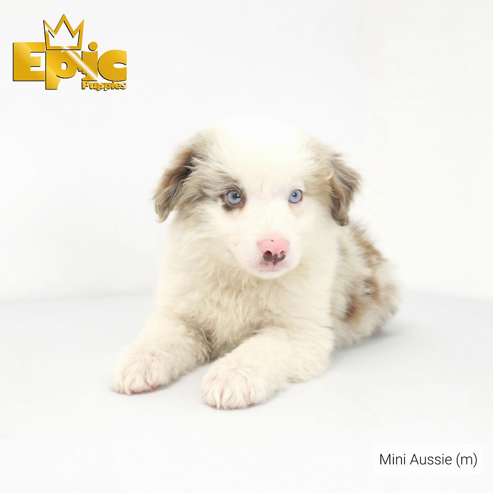 Mini Australian shepherd - male