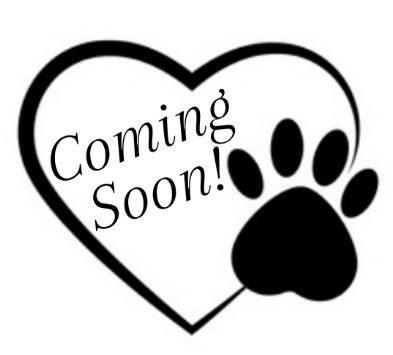 Toy Poodle Red - Male