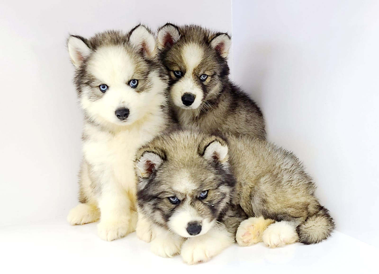 Siberian Husky - Male