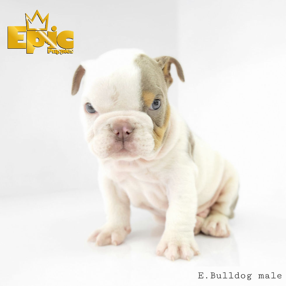 English Bulldog - Lilac Tan & White - Male