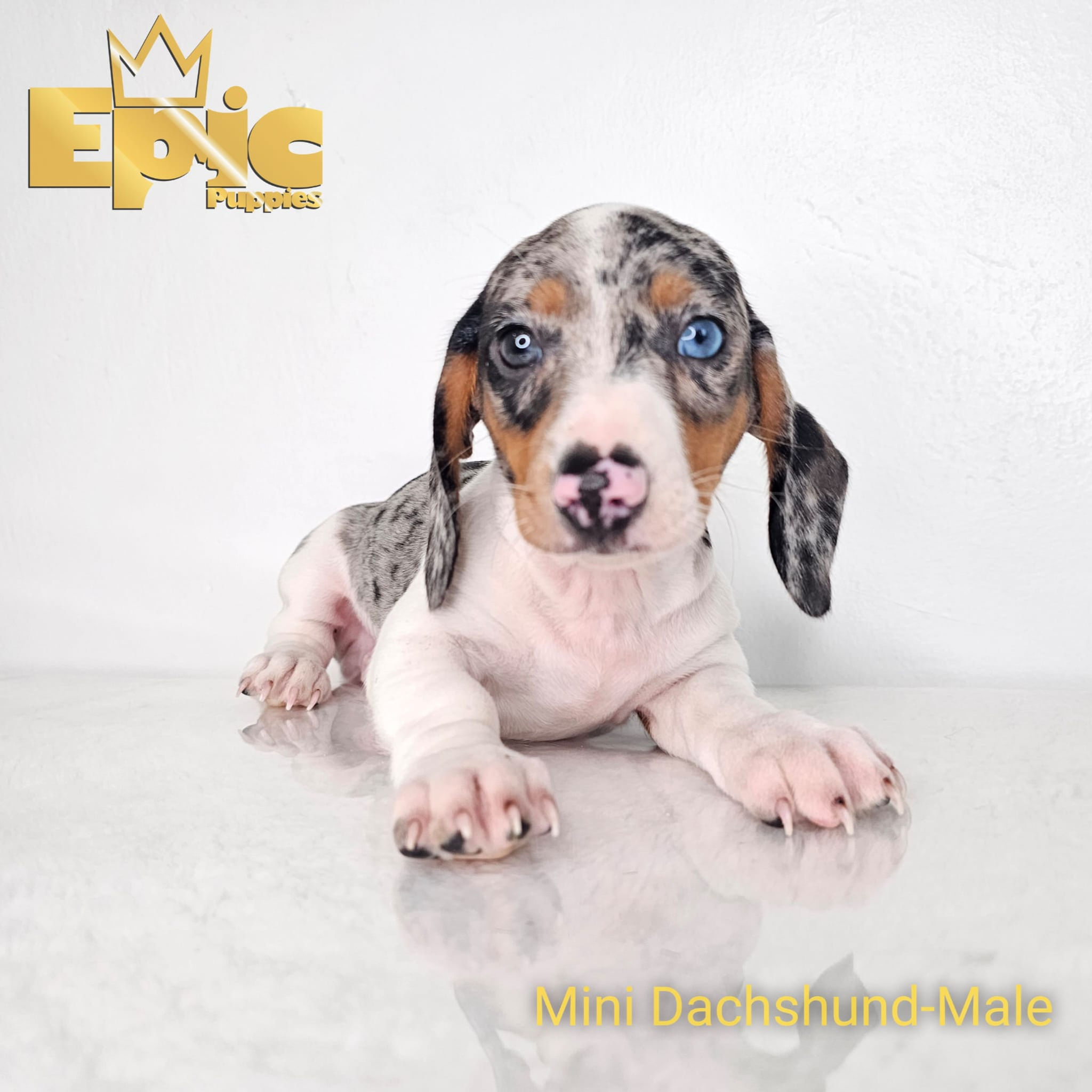 Dachshund - Blue & White