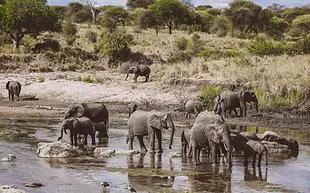 5 Days Luxury Fly-In Tanzania Safari