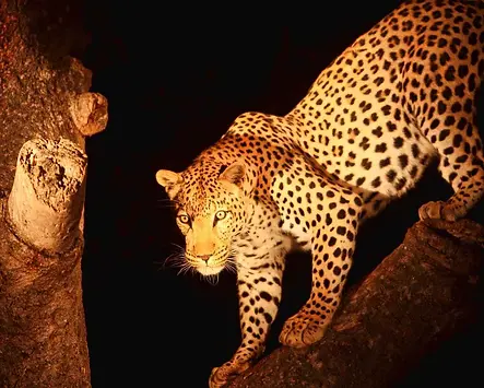 Tarangire Night Game Drive