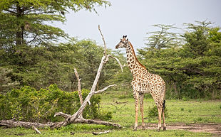 Selous national park