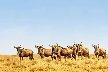 Serengeti migration