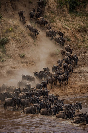 Great Serengeti migration - Meilleur tours and safari