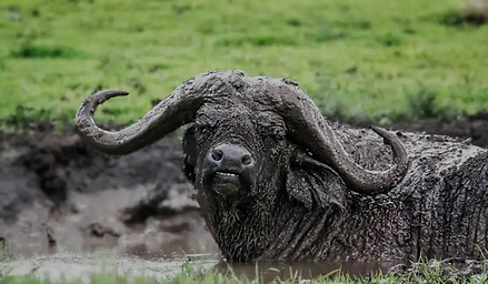 buffalo