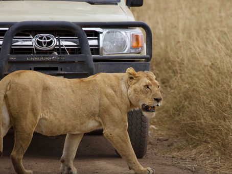 How to Plan a Tanzania Safari Step by Step