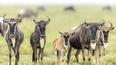 Calving Season