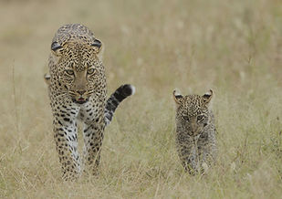 leopard_tanzania_safari_edited_edited.jp