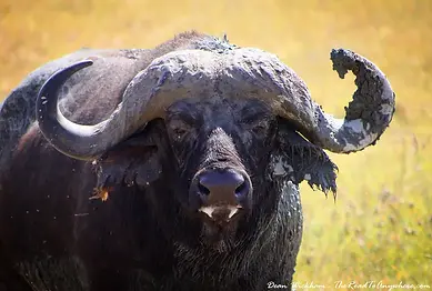 Buffalo - Big 5 tanzania safari